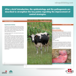 Q Fever. An Emerging Disease - Veterinary Book - Fever - Raphael Guatteo - 9788494138928