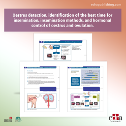 Artificial insemination and hormonal management of the sow - Veterinary book - cover book - Marivi Falceto