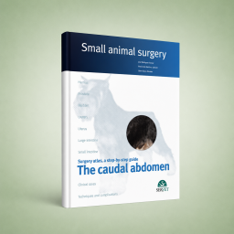 The caudal abdomen. Small...