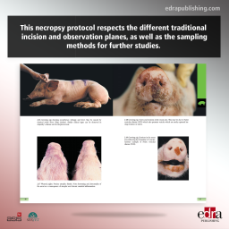 A Guide to necropsy diagnosis in swine pathology - book details - veterinary book