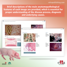 Atlas of anatomical pathology
of the gastrointestinal system of swine - book details - veterinary book