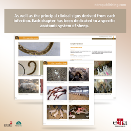 Atlas of Parasites in Sheep - book extract - veterinary book - Sheep - ELIAS PAPADOPOULOS