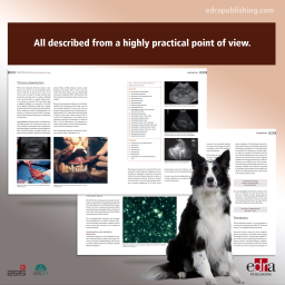 Infectious diseases in Dogs. Practical Guide - Veterinary book - cover book - Rafael Ruiz de Gopegui Fernández